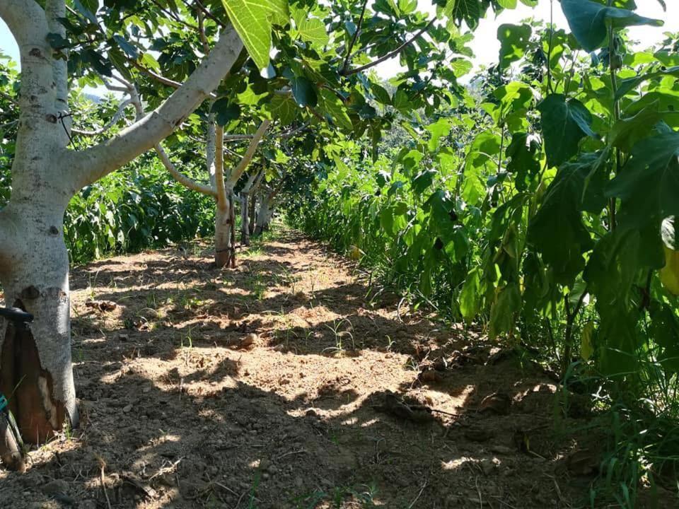 Il Cerro Agriturismo Zagarese 富斯卡尔多 外观 照片